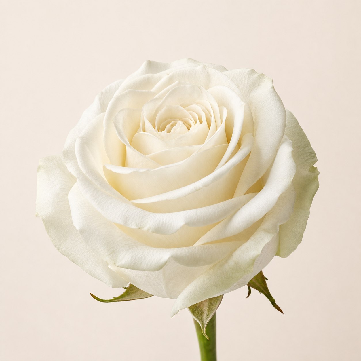 Playa Blanca creamy white Ecuadorian rose, 60-70cm