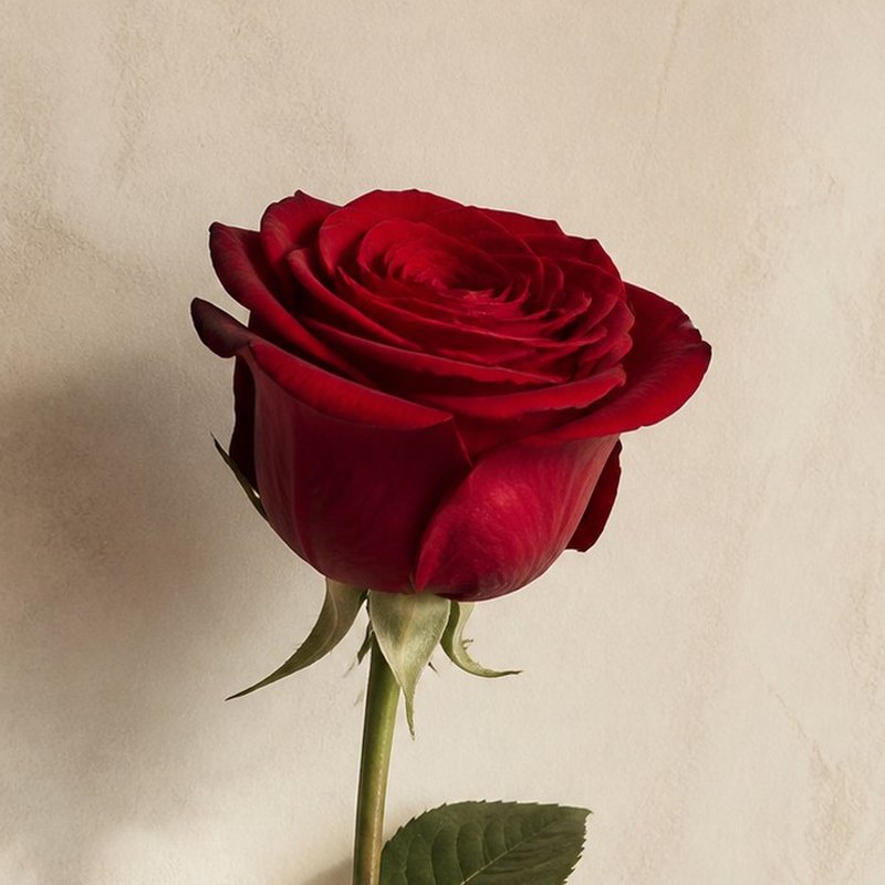 Explorer deep red Ecuadorian rose, 70-80cm