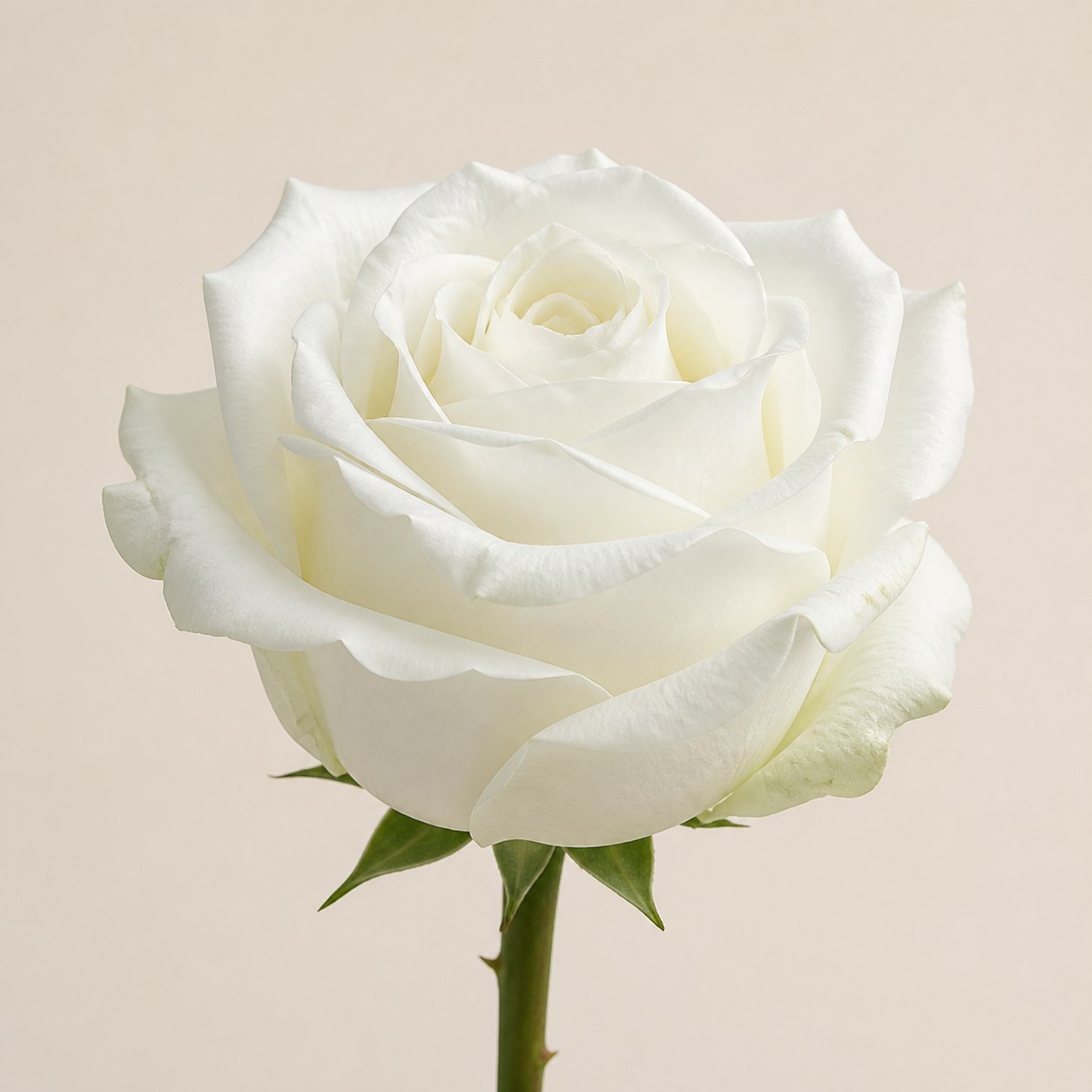 Polar Star bright white Ecuadorian rose, 70-80cm
