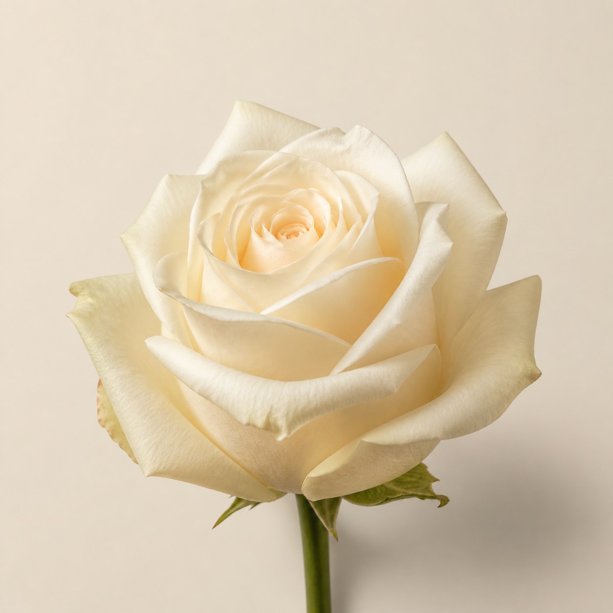 Vendela cream white Ecuadorian rose, 70-80cm